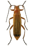 Rhagonycha fulva