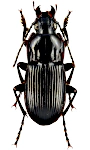 Abax parallelepipedus