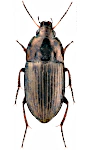 Amara aenea