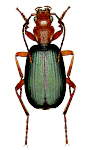 Brachinus crepitans