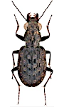 Elaphrus cupreus