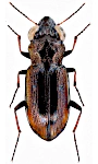 Notiophilus biguttatus