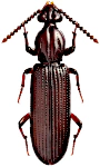 Rhysodes sulcatus