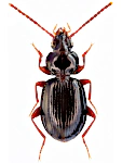 Trechus latus