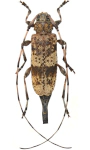 Acanthocinus griseus