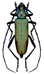 Aromia moschata