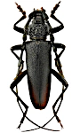 Cerambyx cerdo