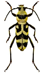 Chlorophorus varius