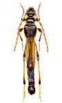 Necydalis major