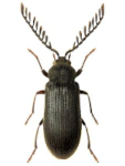 Cerophytum elateroides