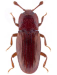 Cerylon ferrugineum