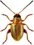 Aphthona pallida