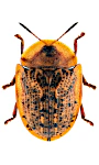 Cassida nebulosa