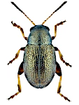 Chaetocnema hortensis