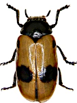 Clytra laeviuscula