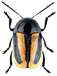 Cryptocephalus pygmaeus