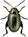 Dibolia depressiuscula
