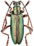 Donacia clavipes