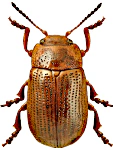 Gonioctena interposita