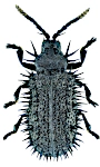 Hispa atra