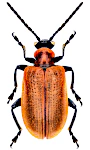 Lilioceris lilii