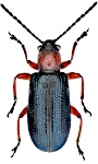 Oulema melanopus