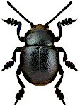 Timarcha goettingensis