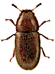 Ennearthron cornutum