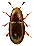Octotemnus glabriculus