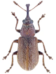 Doydirhynchus austriacus