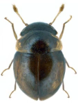 Clambus punctulum