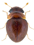 Clambus simsoni