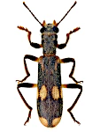 Opilo mollis