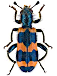 Trichodes apiarius