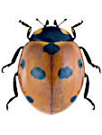 Coccinella septempuncta