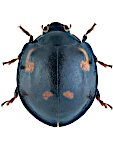 Exochomus quadripustulatus