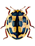 Propylea quatuordecimpunctata