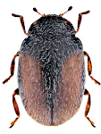Scymnus suturalis