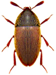 Colon brunneum