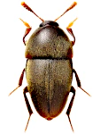 Colon latum