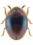 Corylophus cassidoides