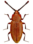 Caenoscelis ferruginea
