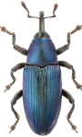 Aulacobaris gudenusi