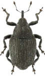 Ceutorhynchus assimilis