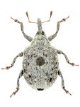 Cionus montanus