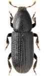 Hylastes brunneus