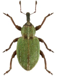 Hypera nigrirostris