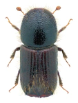 Ips typographus