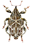 Mogulones geographycus