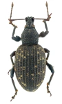 Otiorhynchus sulcatus